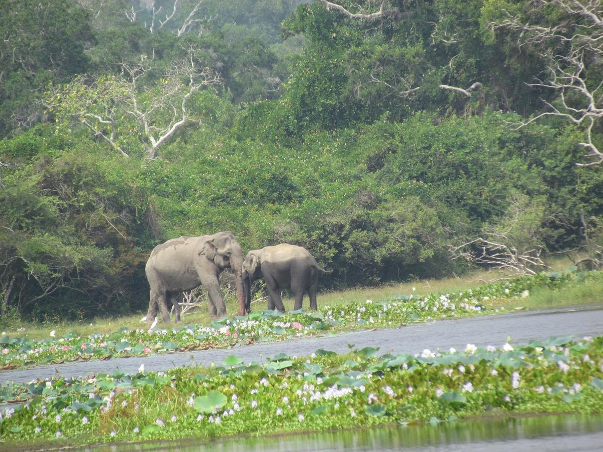 Castle Resort Yala 蒂瑟默哈拉默 外观 照片